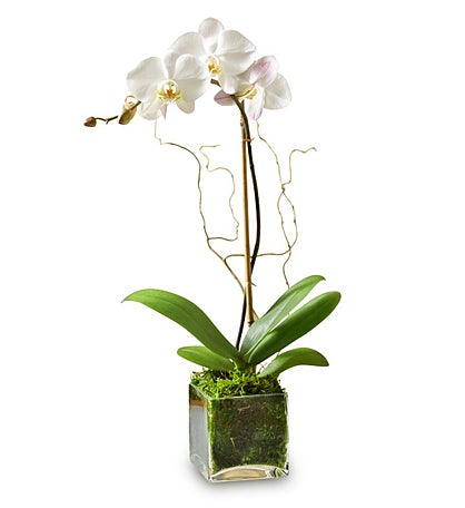 Single White Phalaenopis Orchid