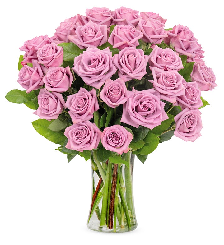 Purple Roses, 36 6 Stems