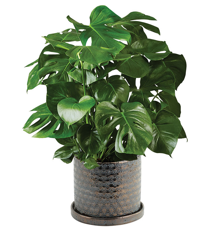 Monstera Potted Plant