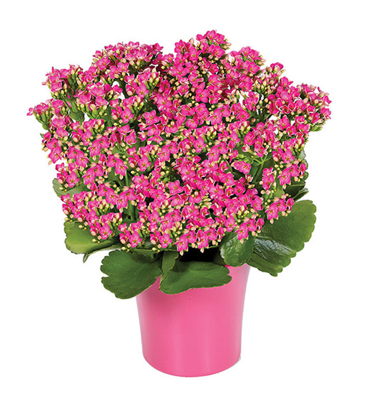 Kalanchoe Plant