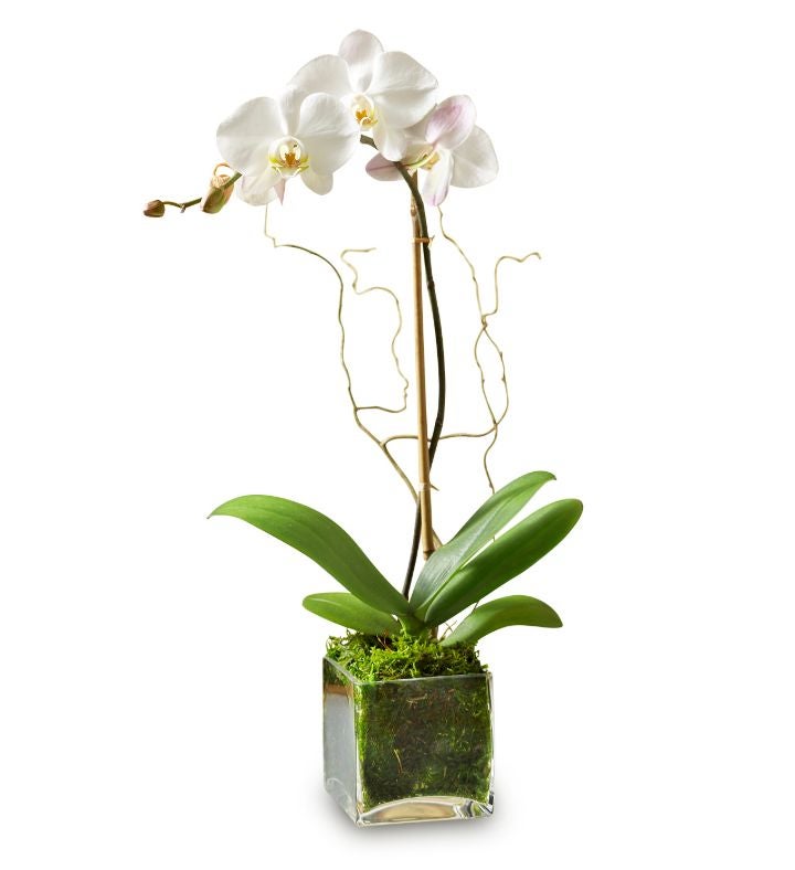 Single White Phalaenopis Orchid