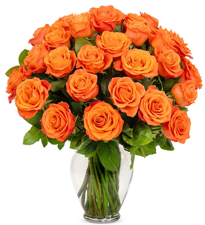 Orange Roses, 36 6 Stems